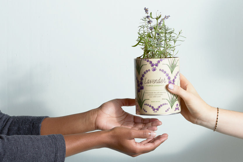 Two hands presenting a lavender plant in a decorated white pot with purple floral patterns.