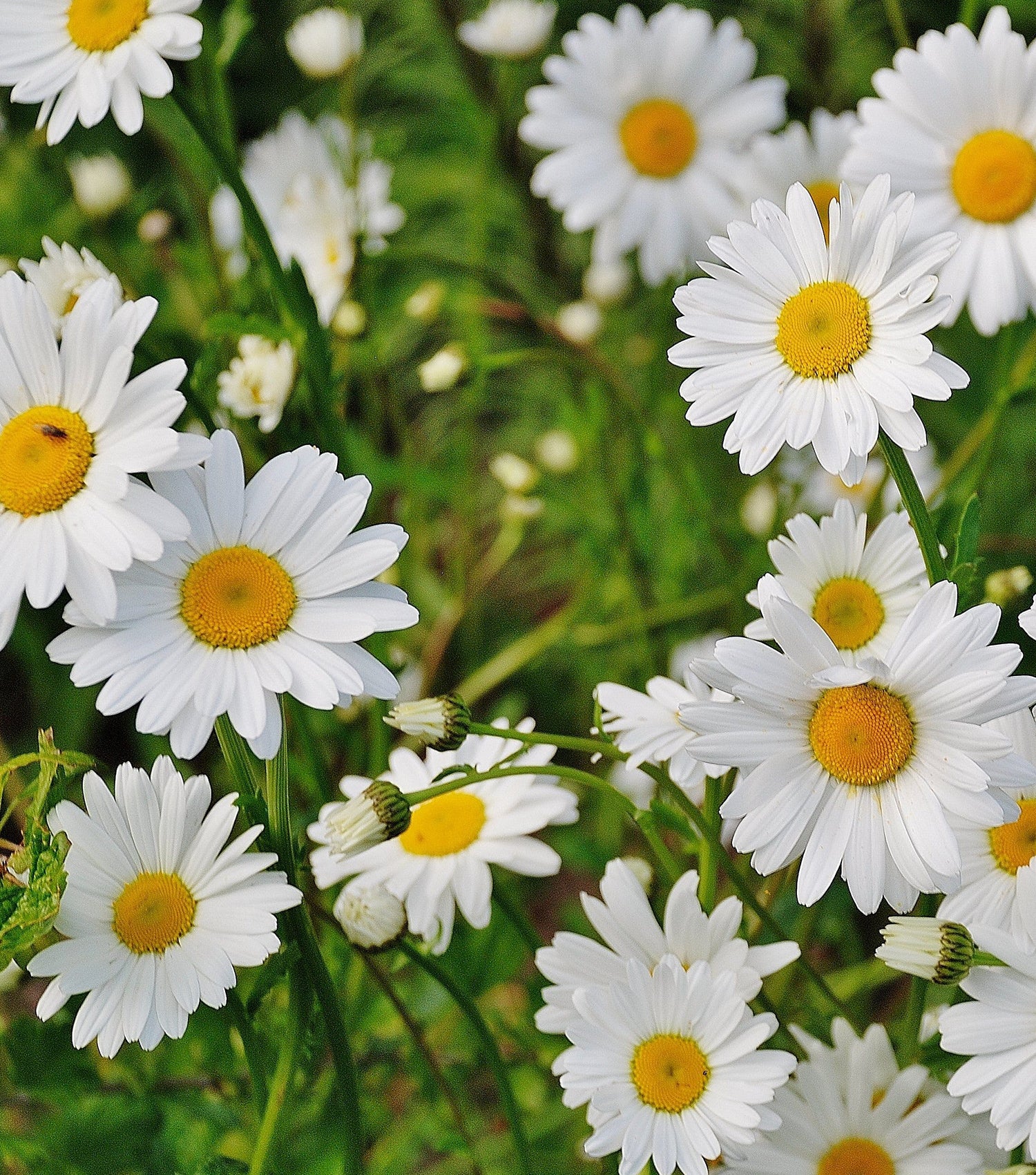 Close-up of white daisies with yellow centers, lush green background, perfect for indoor herb and plant growing kits.