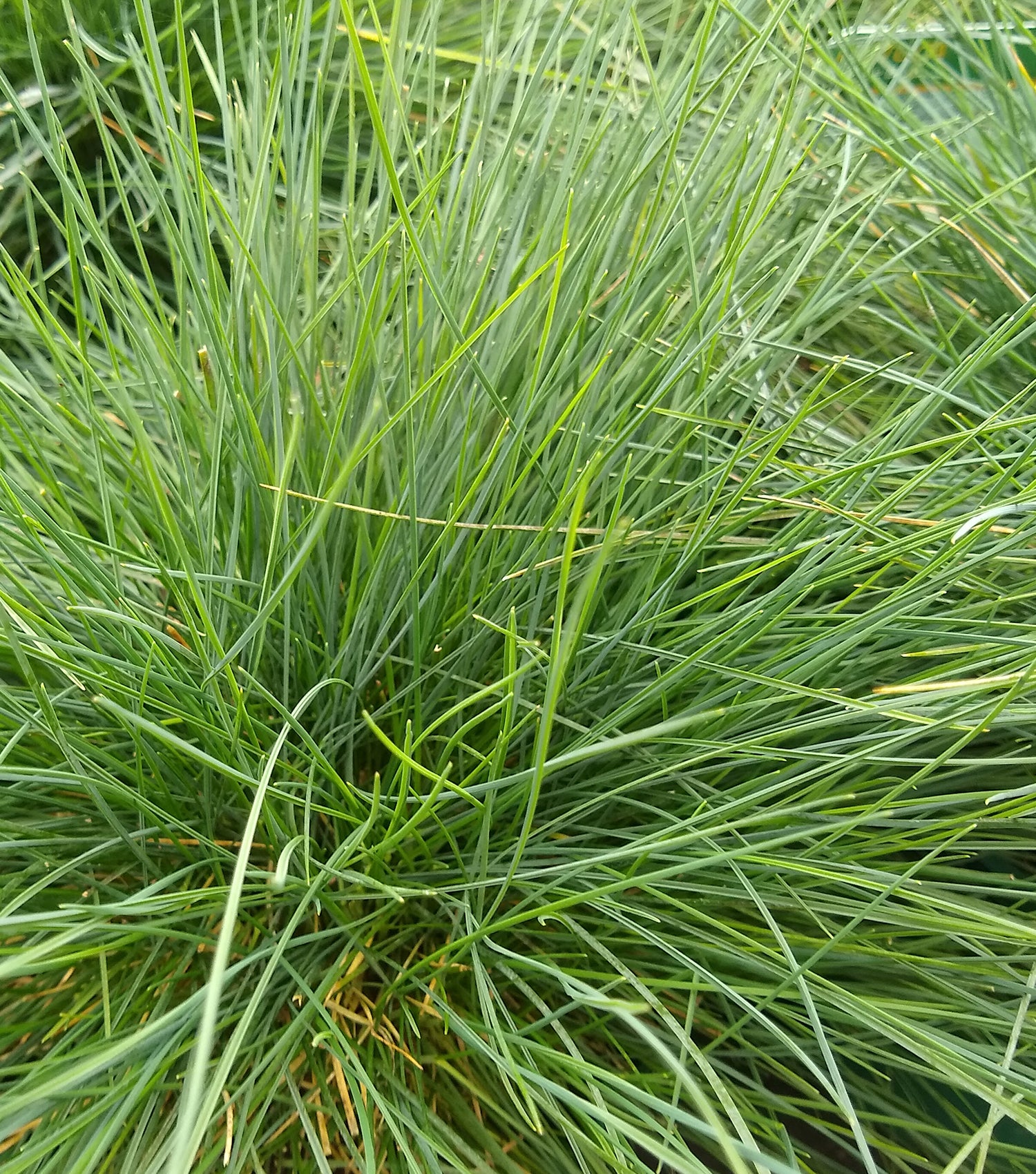 Close-up of lush green grass with long, thin blades, ideal for indoor hydroponic herb and plant growing systems.
