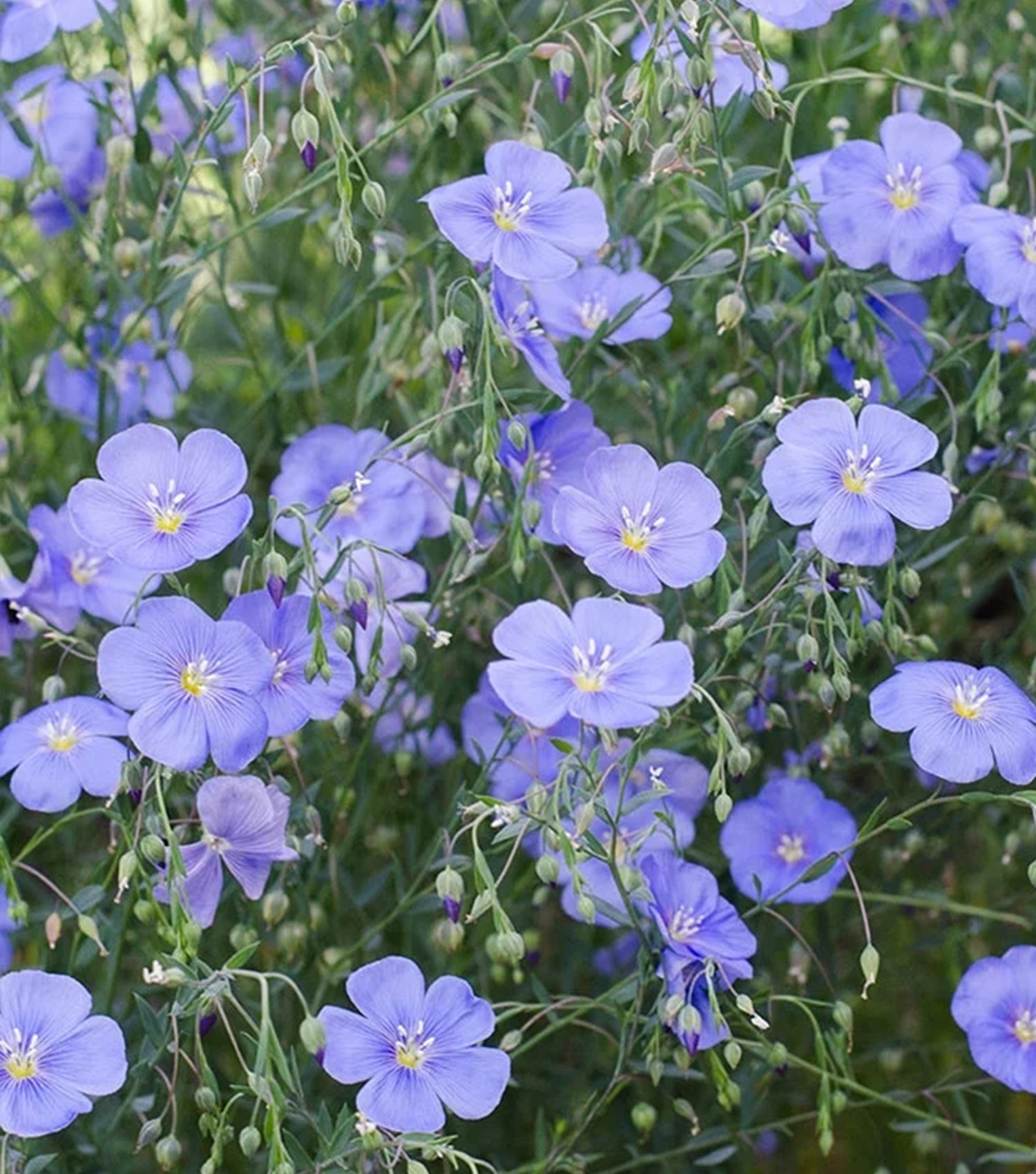 Close-up of vibrant blue and purple flowering plants with delicate petals, suitable for indoor hydroponic garden systems.