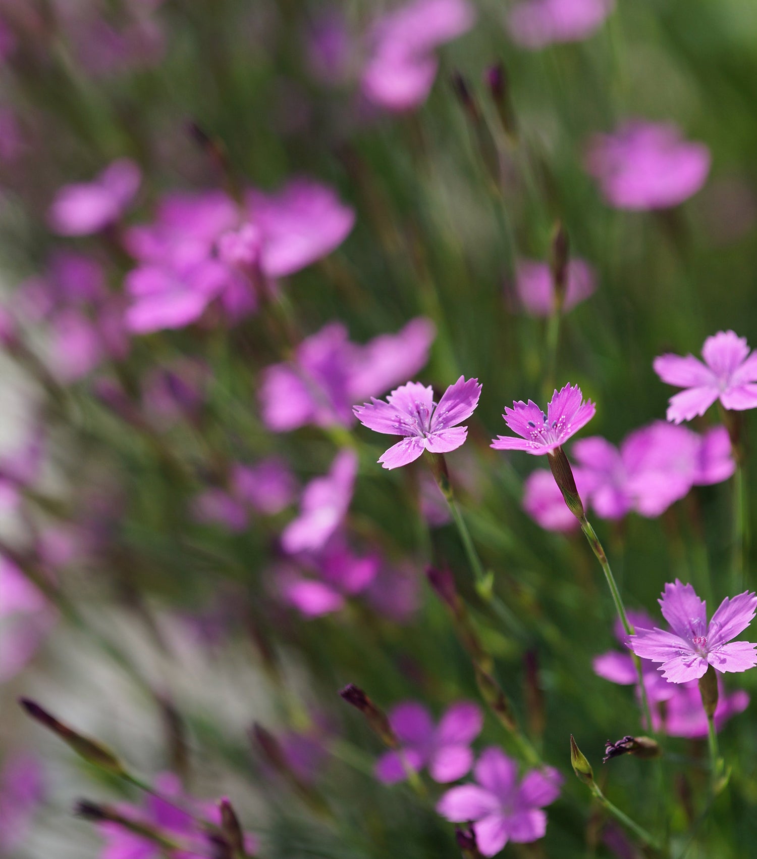 Close-up of vibrant pink and purple flowers with green stems, set against a blurred green background.