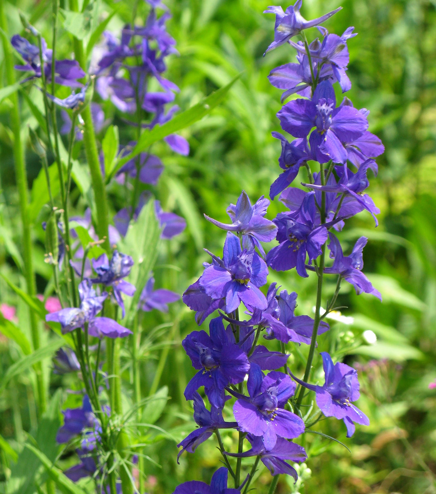 Close-up of tall purple delphinium flowers with green foliage in the background.