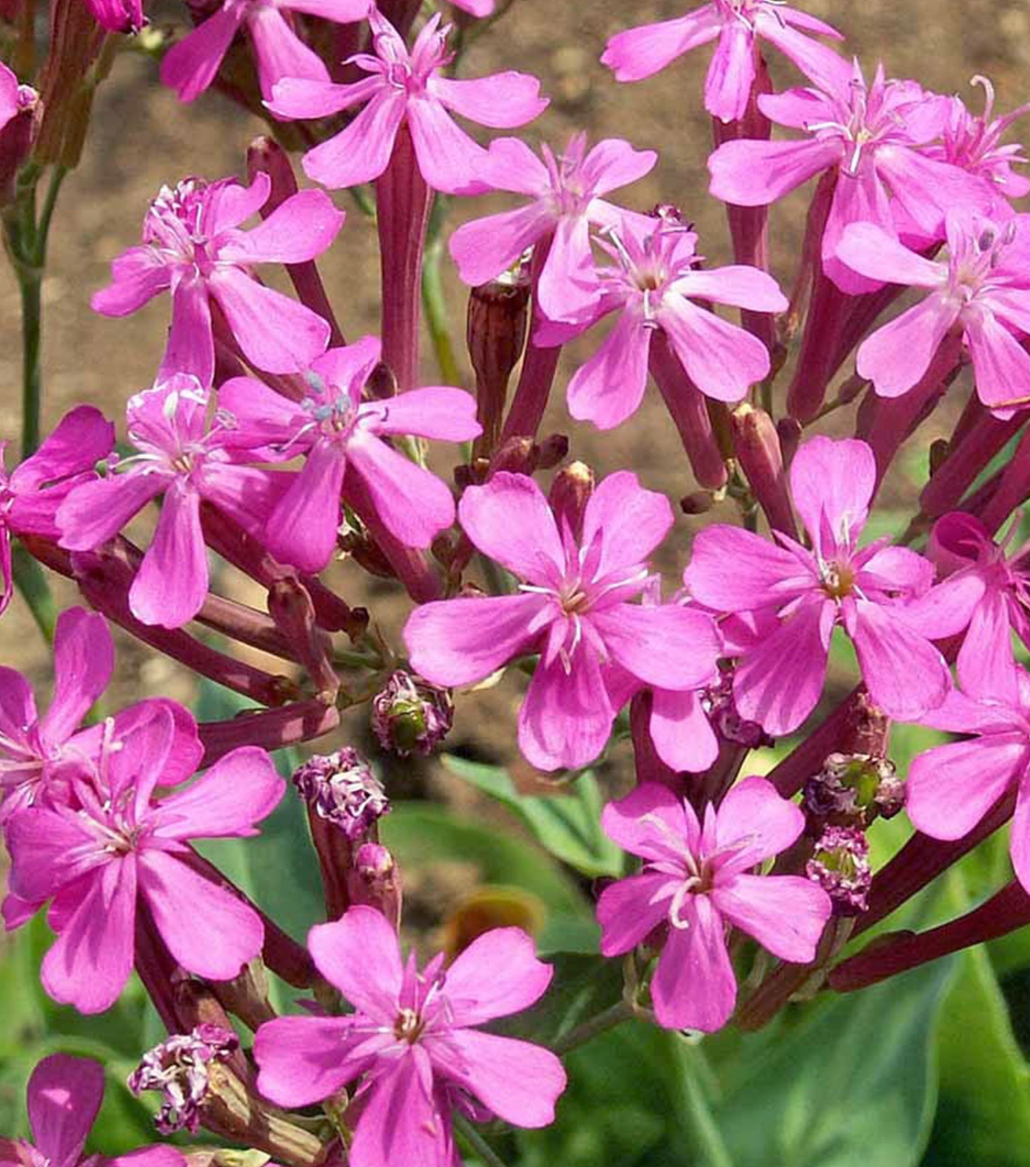 Close-up of vibrant pink flowers with elongated petals, set against green leaves and earthy background.