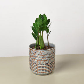 Zamioculcas Zamiifolia 'ZZ' Plant