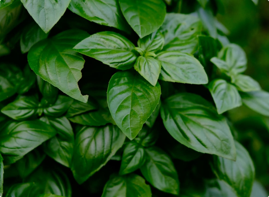 Lush green basil leaves, vibrant and healthy, ideal for hydroponic indoor gardens.