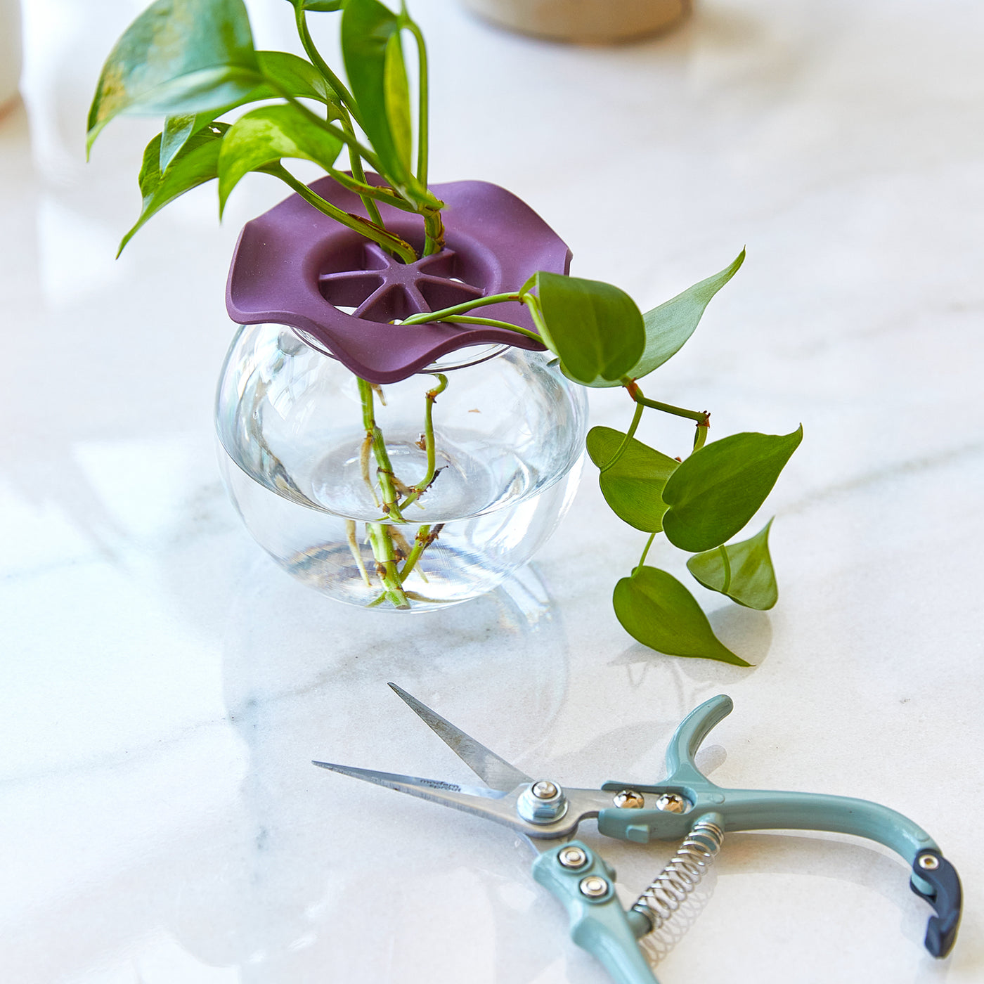 Glass vase with purple hydroponic holder and green plant cuttings, paired with silver pruning scissors on a marble surface.