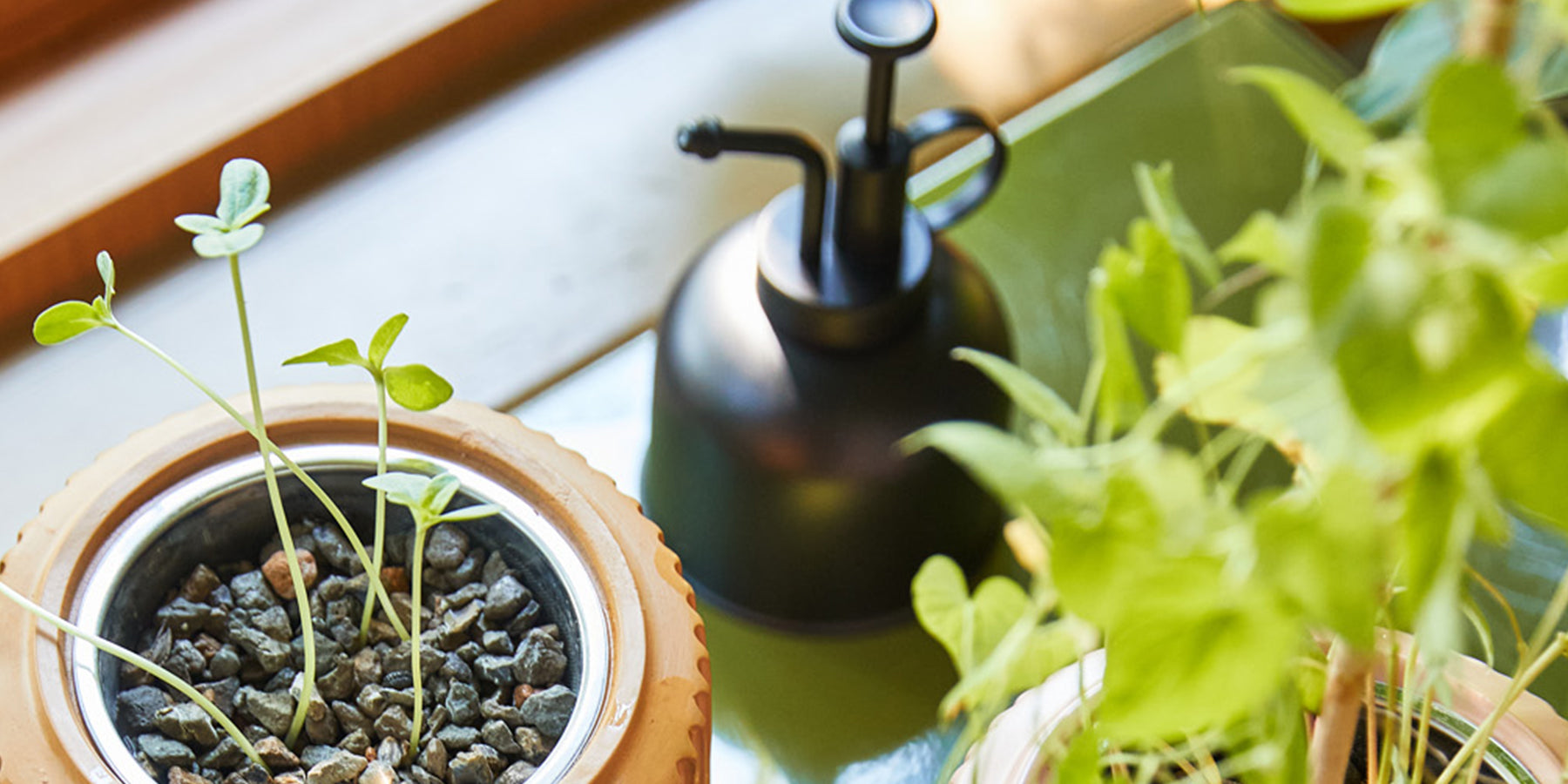 Close-up of a terracotta pot with small green seedlings, surrounded by pebbles, next to a sleek black watering can.