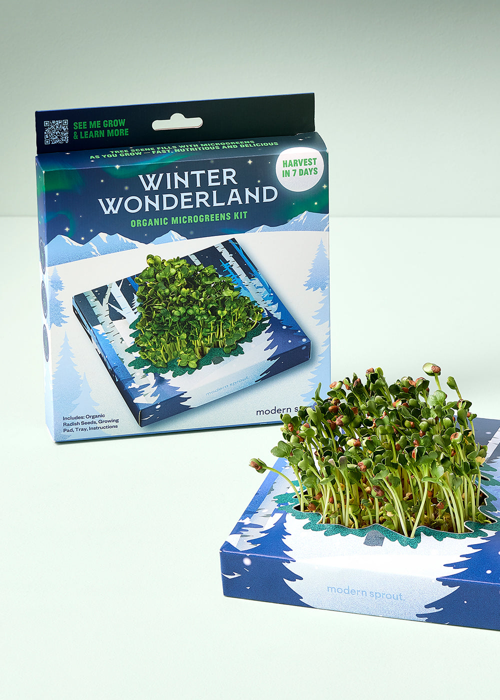 Organic microgreens kit in a winter-themed box, featuring vibrant green sprouts ready to harvest in 7 days.
