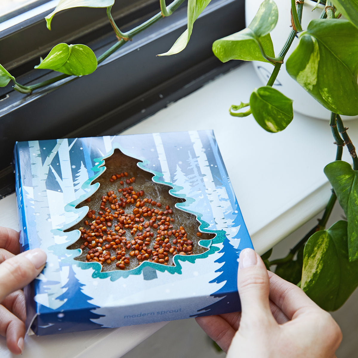 Hands holding a blue and white box with a tree design, revealing seeds for indoor gardening. Green plant nearby.