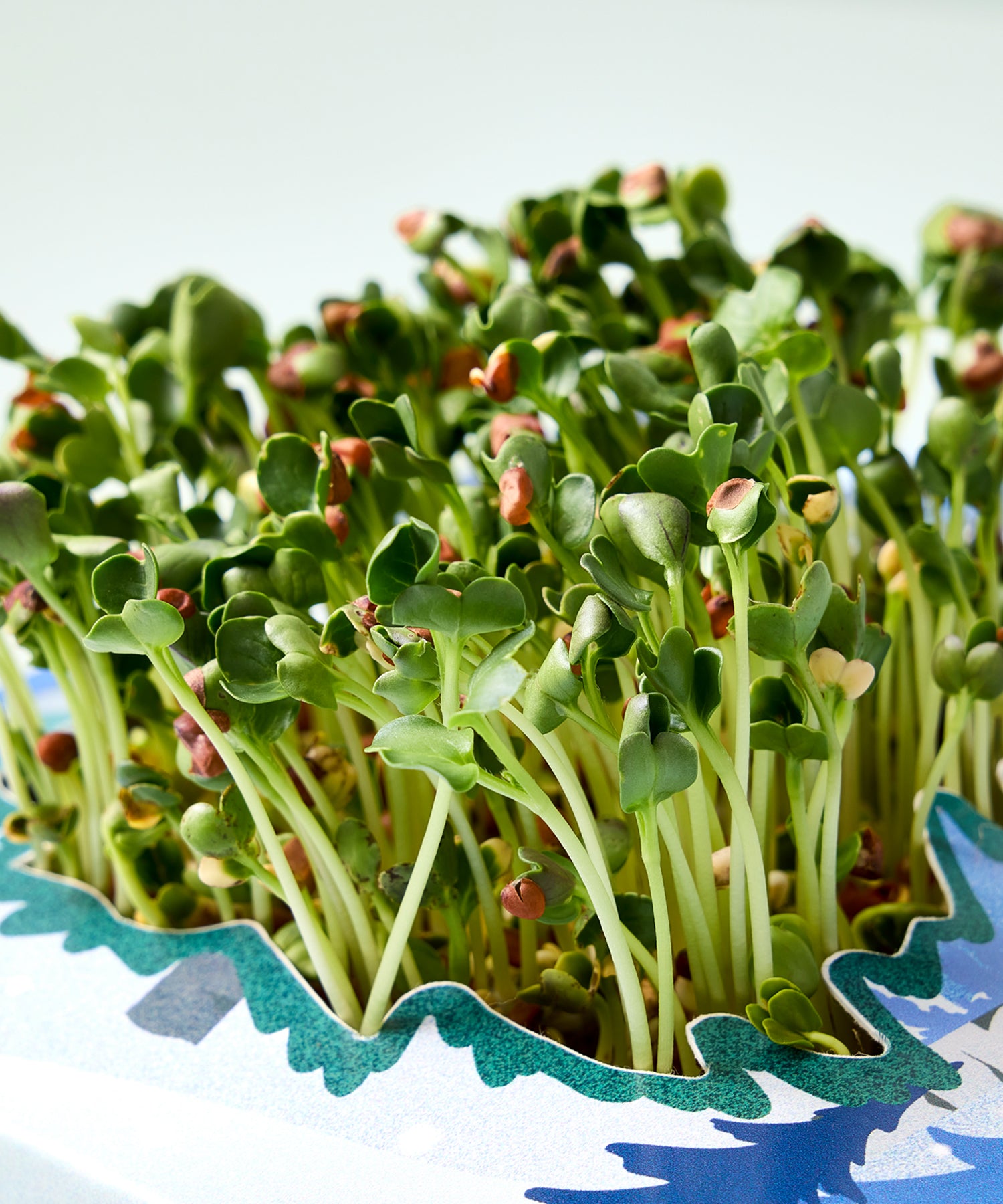 Vibrant microgreens sprout from a decorative hydroponic kit, showcasing lush green leaves and delicate stems.
