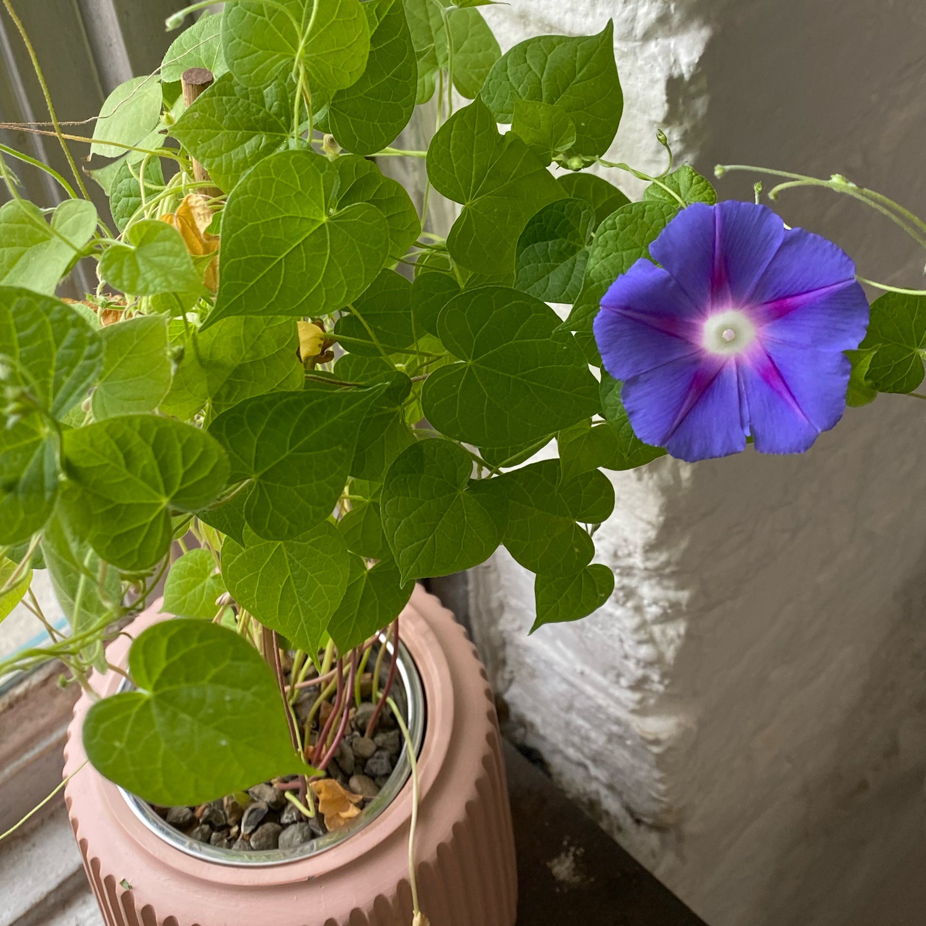 Vibrant purple morning glory flower alongside lush green leaves in a textured pink planter, ideal for indoor gardening.