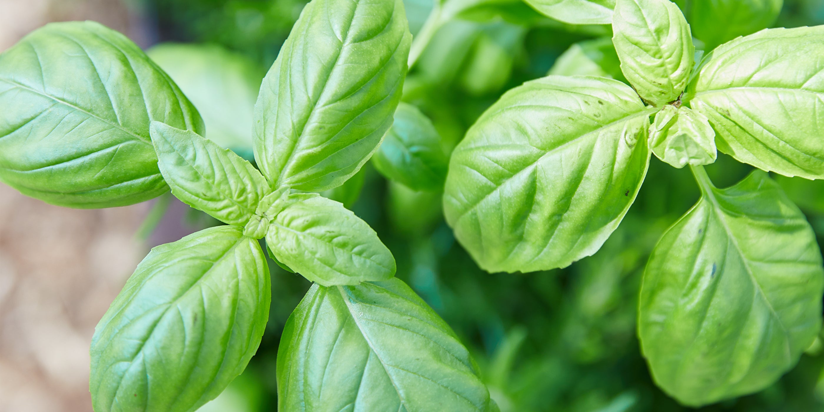 Close-up of vibrant green basil leaves, highlighting fresh, healthy foliage.