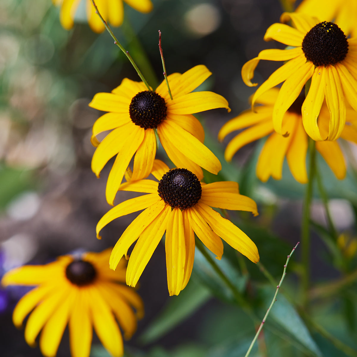 Vibrant yellow coneflowers with dark brown centers, close-up on a blurred green background.