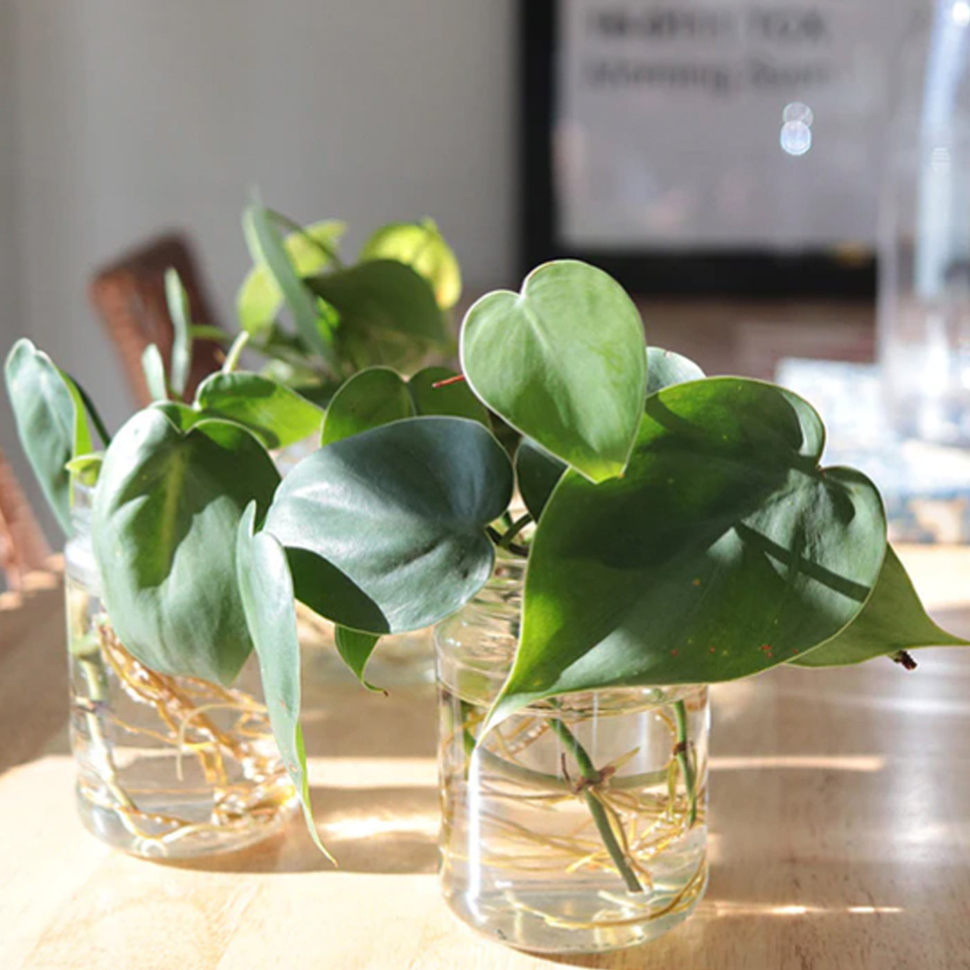 Two clear glass jars with healthy green philodendron plants in water, sunlight backdrop.
