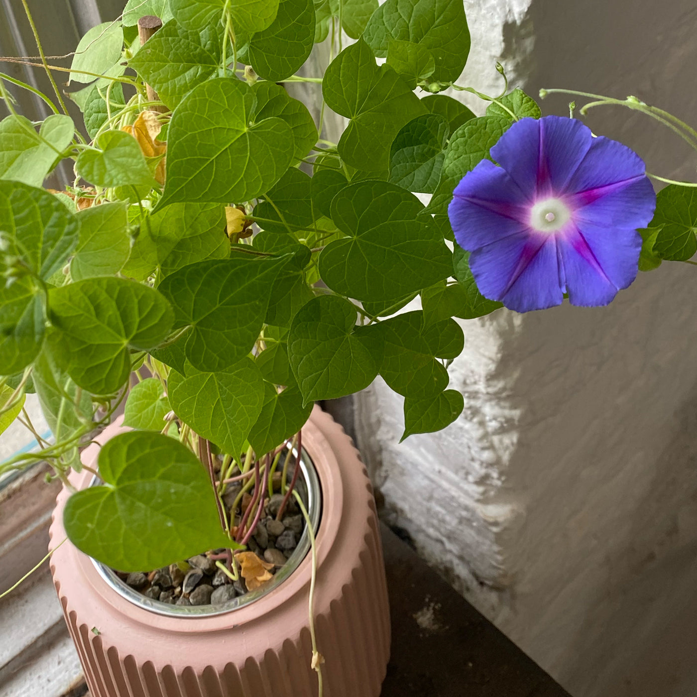 Indoor hydroponic kit with a blooming purple morning glory and lush green leaves.