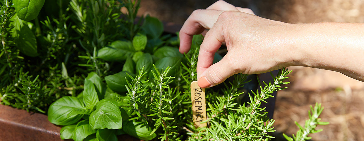 Hand placing a labeled wooden marker in a lush hydroponic garden with vibrant basil and rosemary plants.