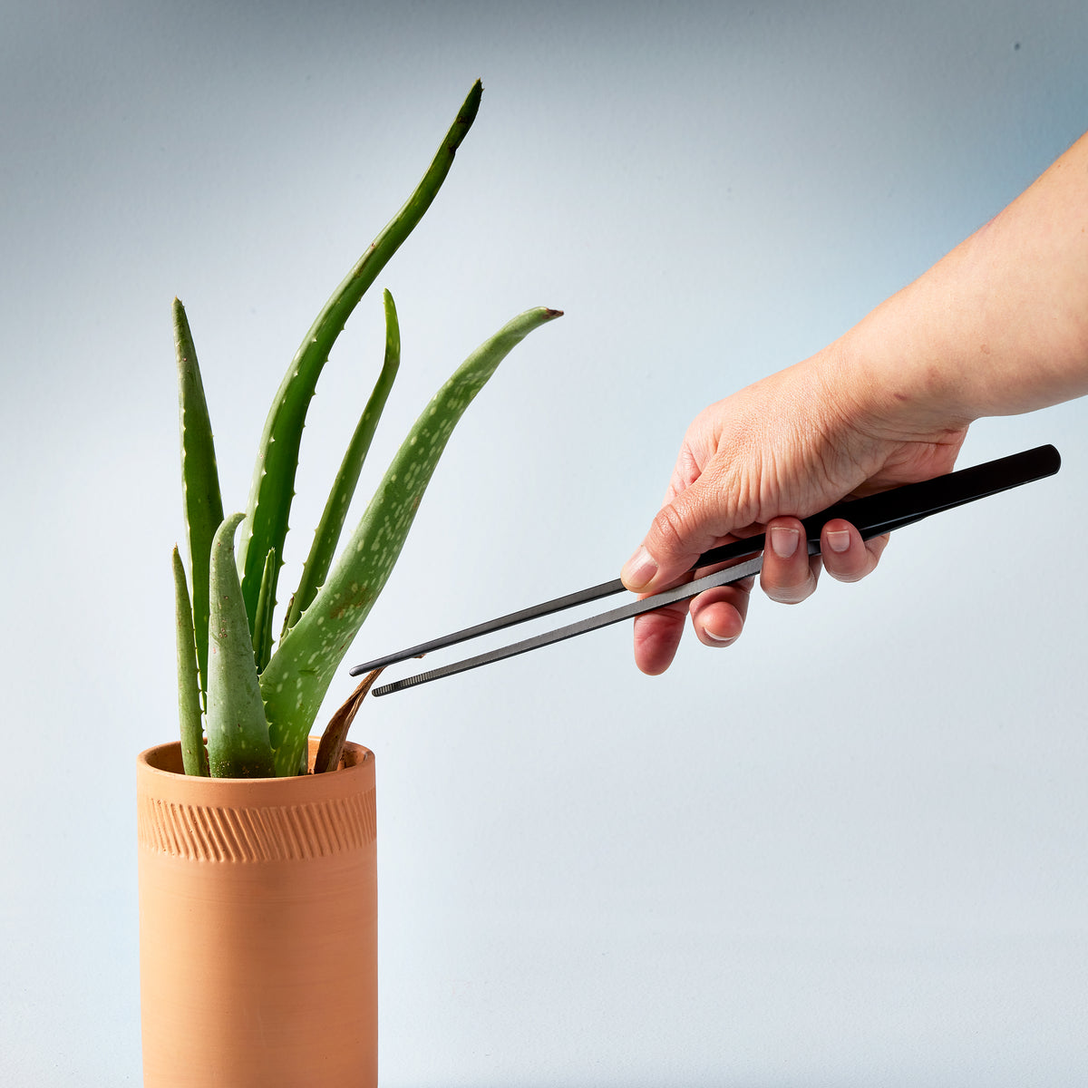 Hand using precision tweezers to care for an aloe vera plant in a terracotta pot against a light blue background.