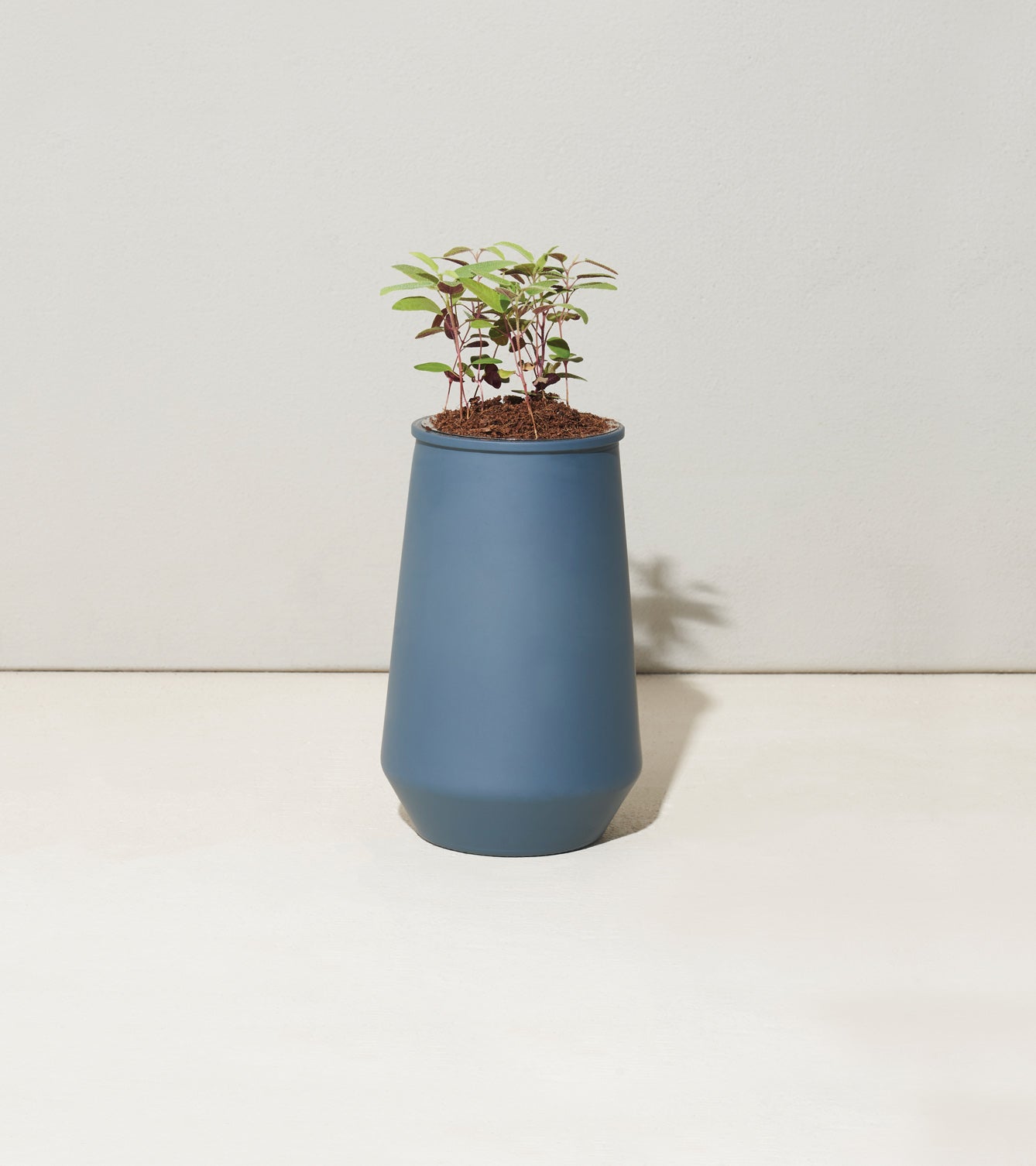 Tapered tumbler grow kit in blue with young plants emerging from the top, set against a neutral background.