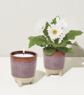 Glow & Grow Kits featuring a candle and a potted plant with white daisies in stylish ceramic pots.