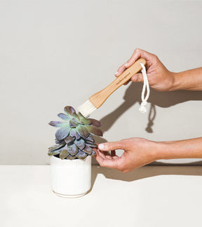 A person gently brushes dust off a succulent in a white decorative pot, showcasing the Plant Parent Botanical Gift Box Set.