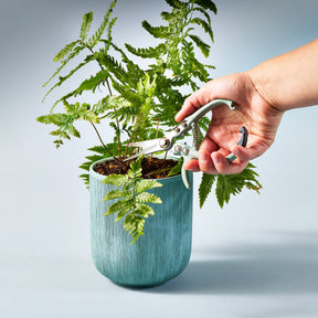 Hand using gardening shears to trim ferns in a teal pot, showcasing precision pruning for healthy plant growth.
