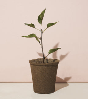 A young tree sapling in a biodegradable pot, set against a soft pink background, showcasing its green leaves.