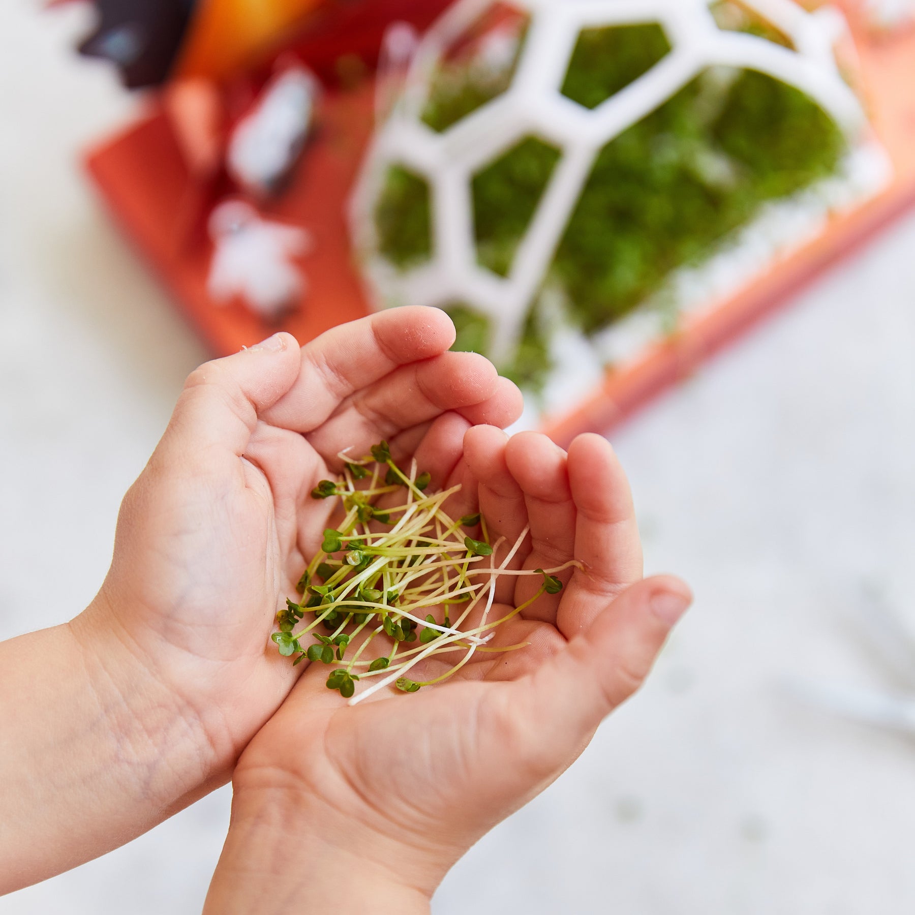 Hands holding freshly sprouted microgreens with a colorful pop-up kit in the background.