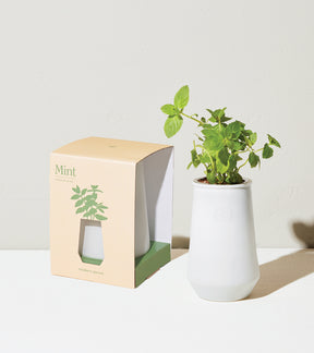 Tapered tumbler grow kit featuring a mint plant in a white ceramic pot next to its eco-friendly packaging.